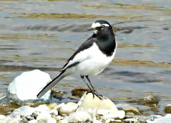 動物図鑑・セグロセキレイ